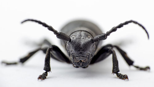 Close-up of beetle over white background