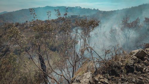 environment