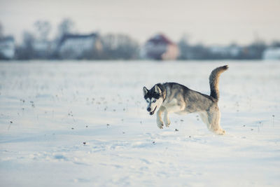 Dog running on snow