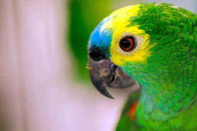 Close-up of lorikeet
