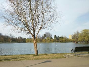 Bare trees on riverbank