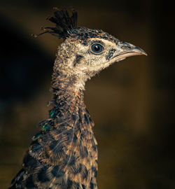 Close-up of bird