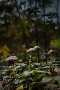 Close-up of mushroom growing in forest