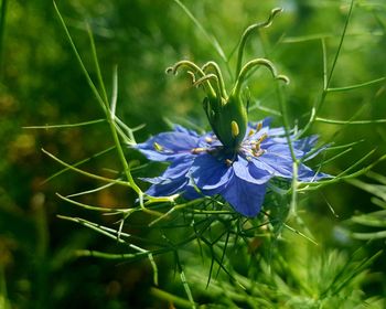 Close-up of purple flowering plant