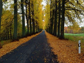 Road passing through trees