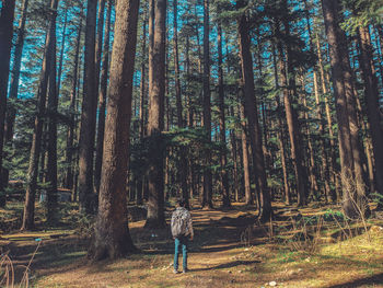 Man standing amidst trees in forest