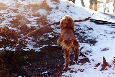 Dog carrying stick
