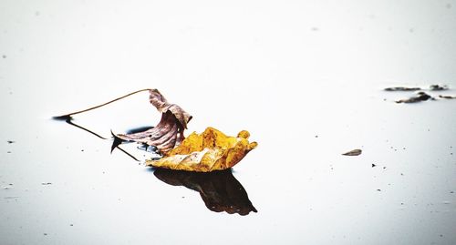 Close-up of yellow crab over white background