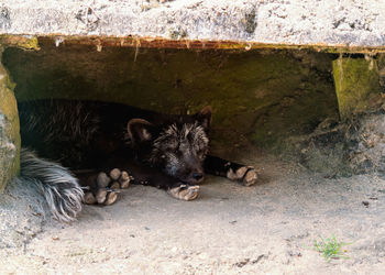 High angle view of dogs relaxing outdoors