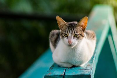 Portrait of cat looking outdoors