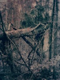 Close-up of tree trunk in forest