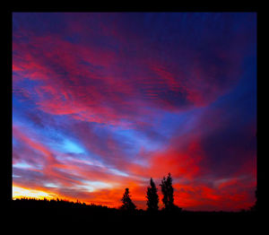 Silhouette of trees at sunset