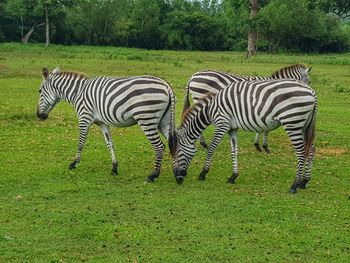 Zebra standing on field