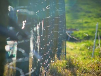 Close-up of spider web on field