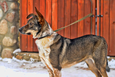 Close-up of dog looking away