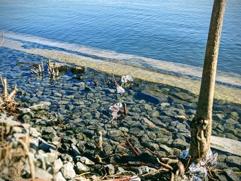 High angle view of animal on beach