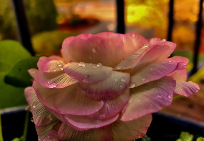 Close-up of wet pink flower