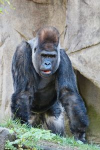 Monkey sitting in a zoo