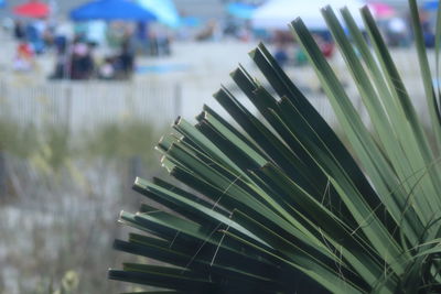 Close-up of plants against blurred background