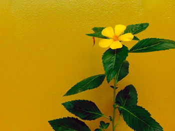 Close-up of yellow flowers