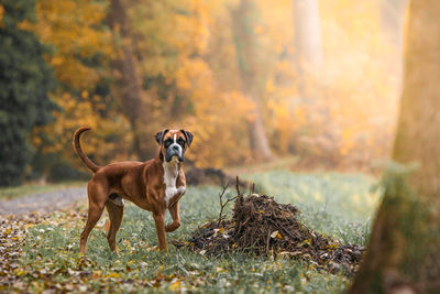 Dog standing on field