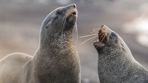 Close-up of seal