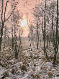 Bare trees in forest during sunset