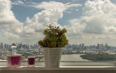 Potted plants on table against sky in city