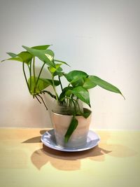 Close-up of potted plant on table