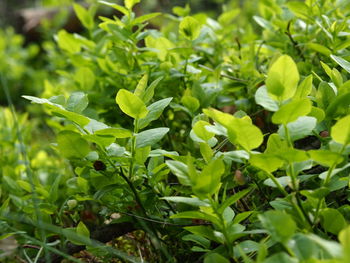 Close-up of plants growing on field
