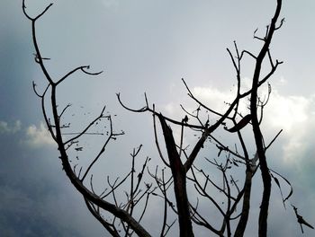 Low angle view of bare tree against sky