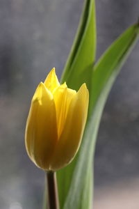 Close-up of yellow tulip