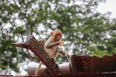 Low angle view of a monkey on tree