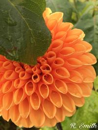 Close-up of orange flower blooming outdoors