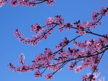 Low angle view of cherry blossoms against blue sky