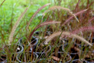 Close-up of crops growing on field