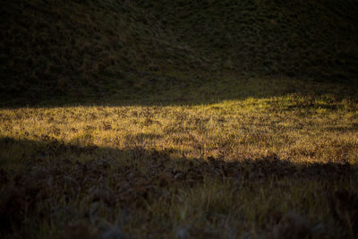 Grass on field at night