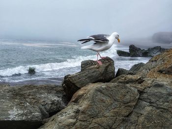 Seagull on rock at beach