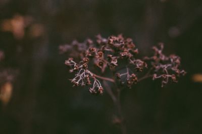 Close-up of plant growing at dusk