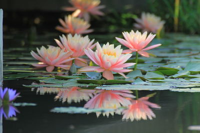 Close-up of lotus water lily