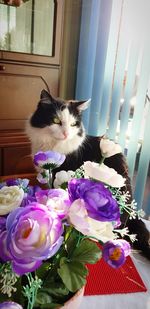 Cat on purple flower