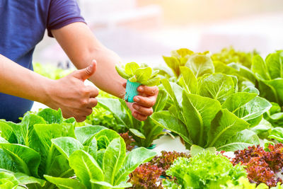 Midsection of person holding vegetables