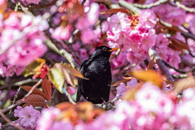 Close-up of bird perching on plant