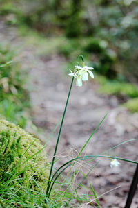 Close-up of flowers blooming outdoors