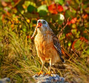 Close-up of a bird perching on a field