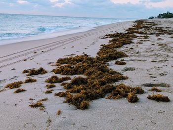 Scenic view of sea shore against sky