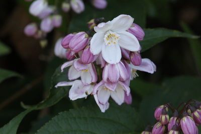 Close-up of pink flowers blooming outdoors