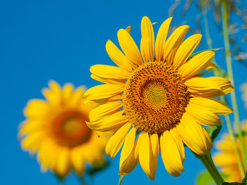 Close-up of sunflower against blue sky