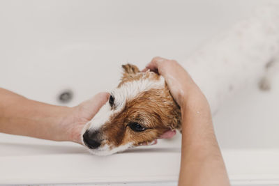 Close-up of hand holding dog