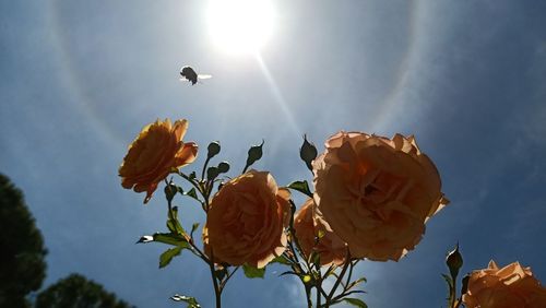 Low angle view of flowering plant against sky